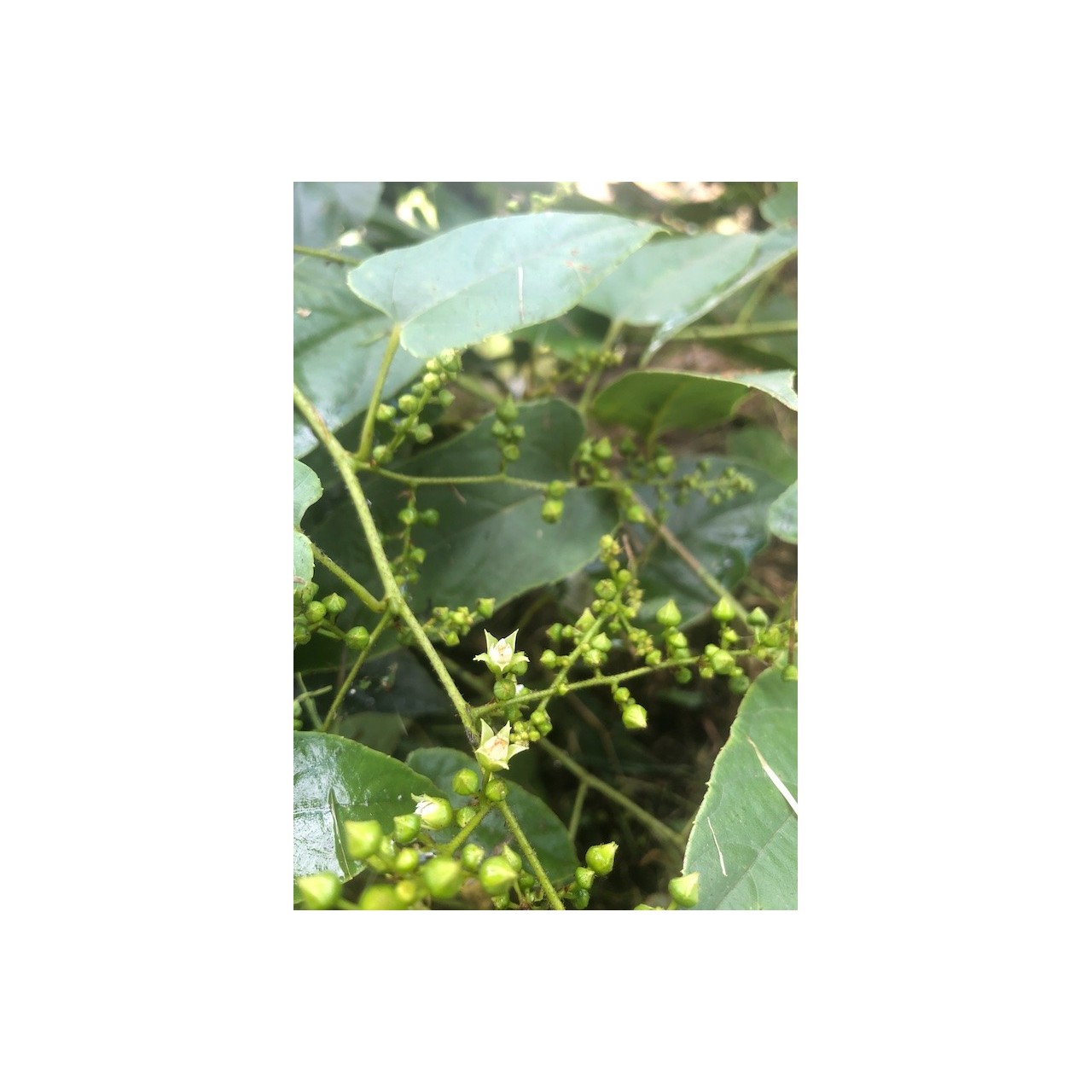 Rubus ichangensis