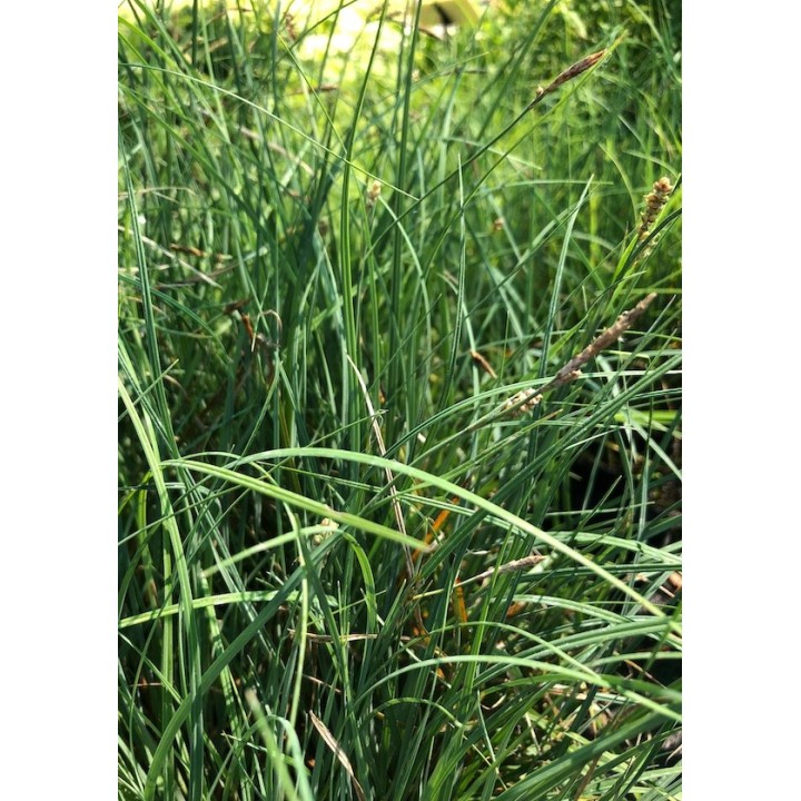 Carex panicea - Laîche faux panic -