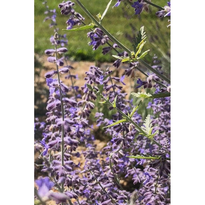 Perovskia Sauge de Russie Fleur