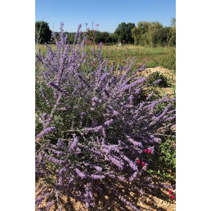 Sauge de Russie - Lavande d'Afghanistan - Perovskia 'Blue Spire'