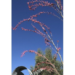 Hesperaloe campanulata Fleur rose