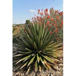 Agave filifera