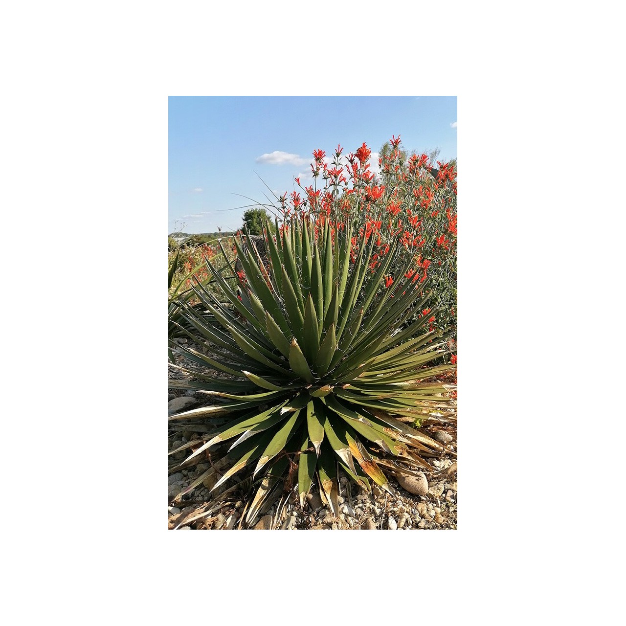 Agave filifera