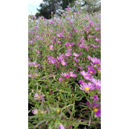 Vendangeuse - Aster ericoïdes 'Deep Danziger' - Symphyotrichum ericoïdes 'Deep Danziger'
