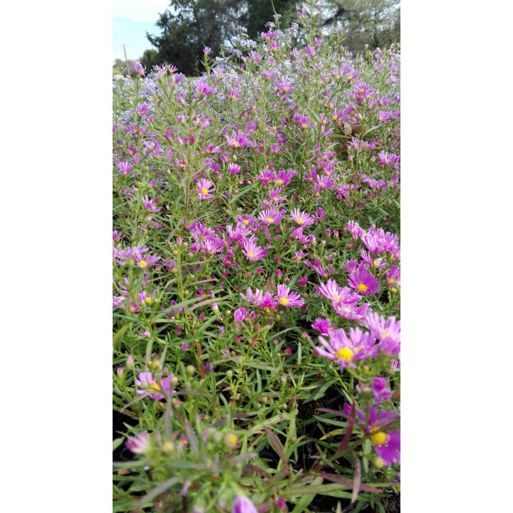 Vendangeuse - Aster ericoïdes 'Deep Danziger' - Symphyotrichum ericoïdes 'Deep Danziger'