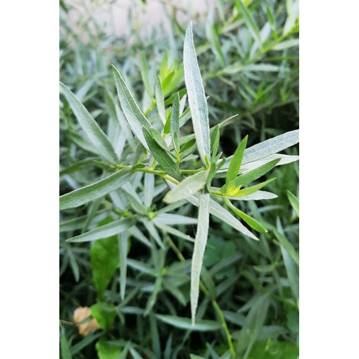 Estragon de Russie - Artemisia dracunculus