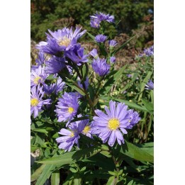 Aster nb 'Marie Ballard' Symphyotrichum nb 'Marie Ballard' Vendangeuse