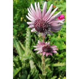 Chardon africain - Berkheya purpurea