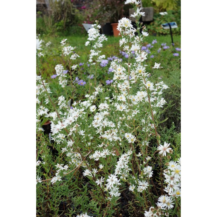Vendangeuse - Aster falcatus var.commutatus