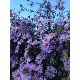 Vendangeuse - Aster Symphyotrichum laeve 'Arcturus'