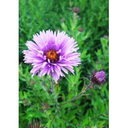 Vendangeuse - Aster (Symphyotrichum) n.a 'Mrs S.T Wright'
