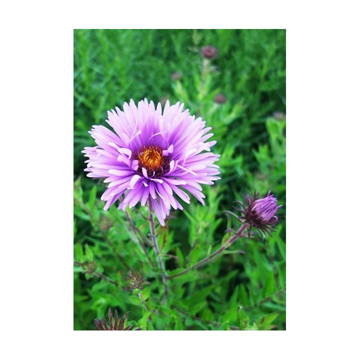 Vendangeuse - Aster (Symphyotrichum) n.a 'Mrs S.T Wright'