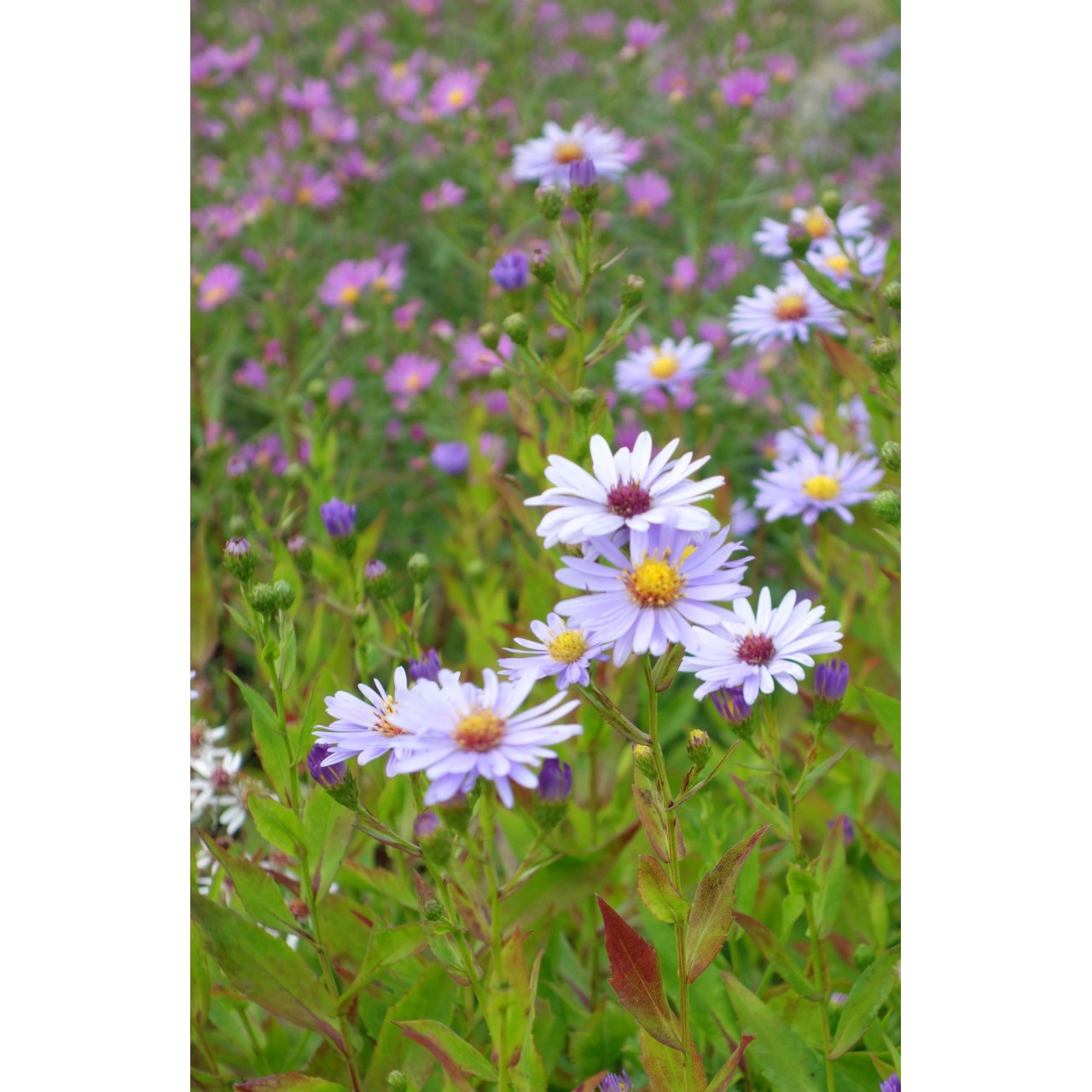 Vendangeuse - Aster (Symphyotrichum) n.b 'Climax'