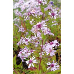 Aster 'Coombe Fishacre'