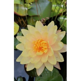 Nenuphar - Nymphaea 'Mangkala Ubol'