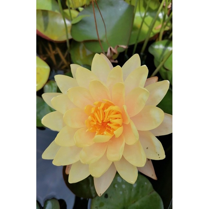 Nenuphar - Nymphaea 'Mangkala Ubol'
