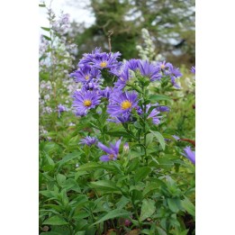 Vendangeuse - Aster (Symphyotrichum) n.b 'Davey's True Blue'