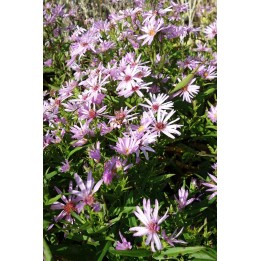Vendangeuse - Aster dumosus 'Marjorie'