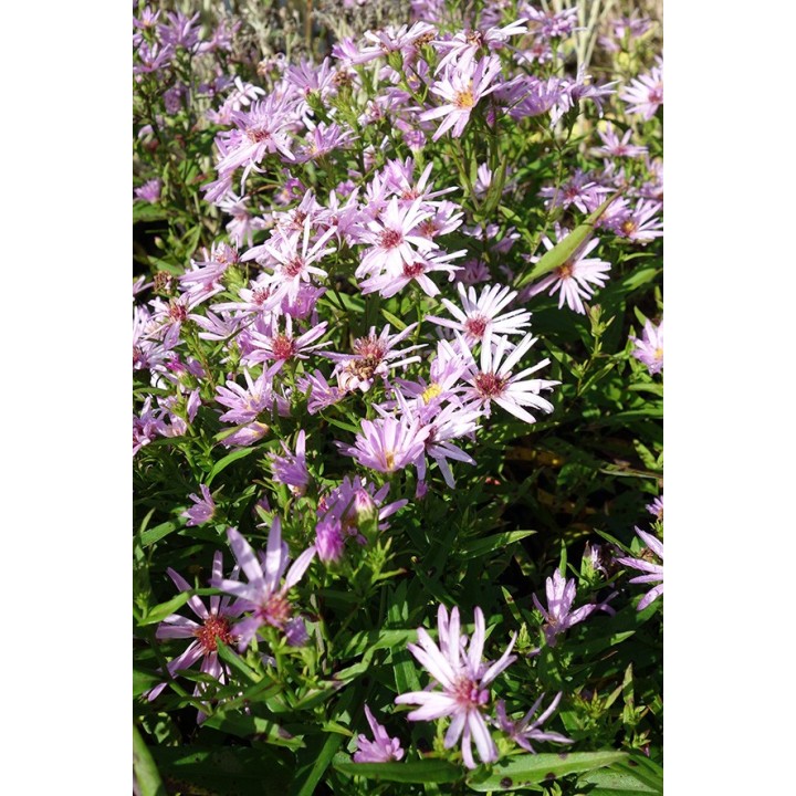 Vendangeuse - Aster dumosus 'Marjorie'