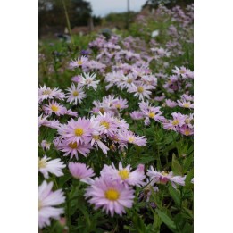 Vendangeuse - Aster (Symphyotrichum) n.b 'Fellowship'