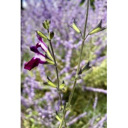 Sauge - Salvia greggii 'Amethyst Lips'