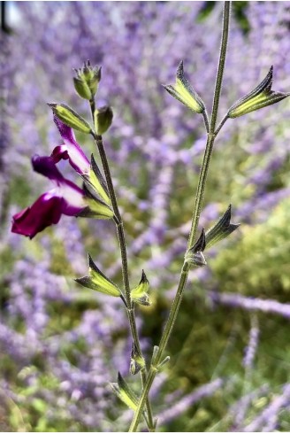 Salvia greggii 'Amethyst Lips'