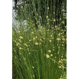 Scirpe de Rome - Scirpoides holoschoenus