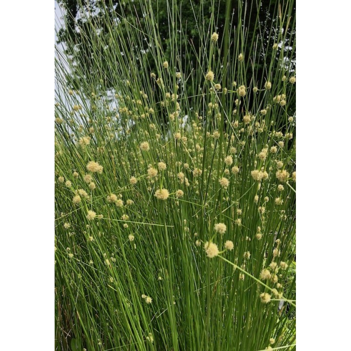 Scirpe de Rome - Scirpoides holoschoenus