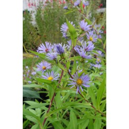 Vendangeuse - Aster (Symphyotrichum) puniceum