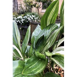 Plante du boucher - Aspidistra elatior 'Variegata'