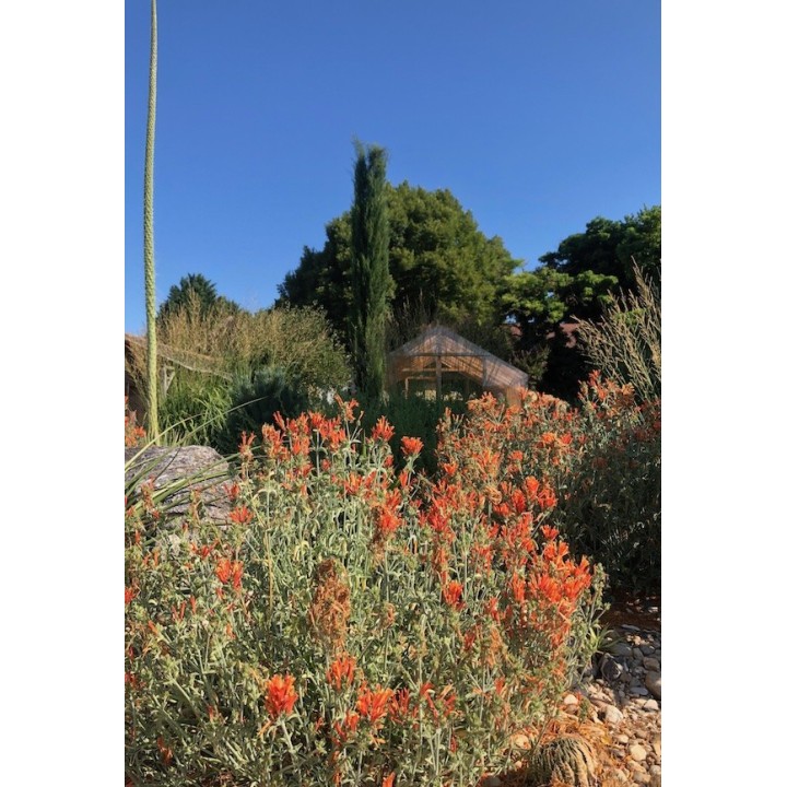 Rocaille au jardin sec