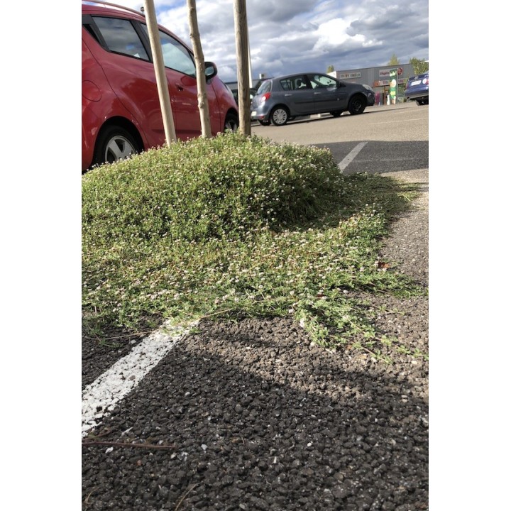 Phyla nodiflora couvre-sol parking