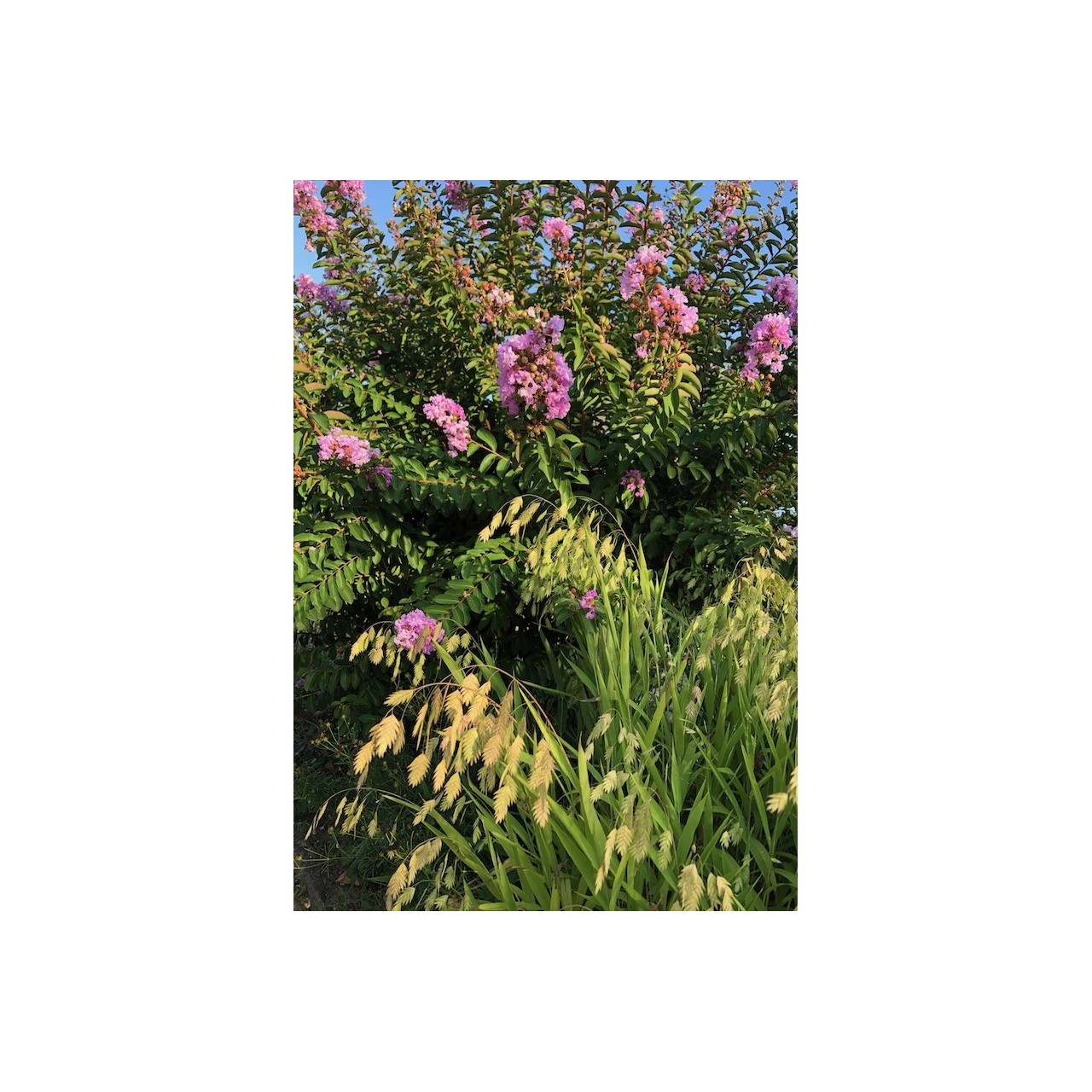 Chasmanthium latifolium plante