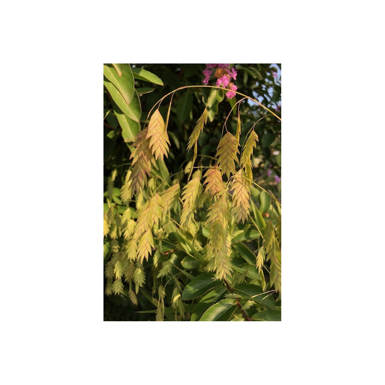 Chasmanthium latifolium fleur