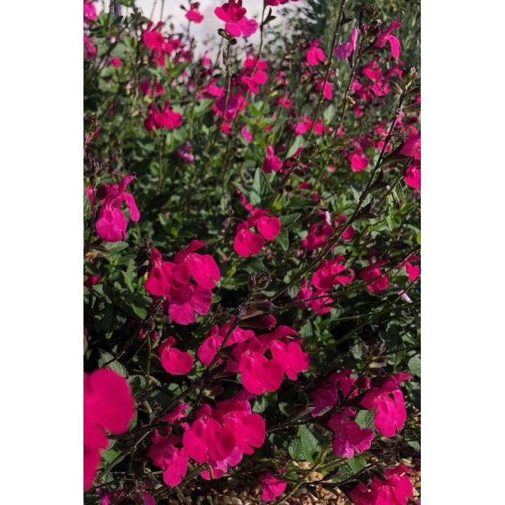 Salvia sangria plante