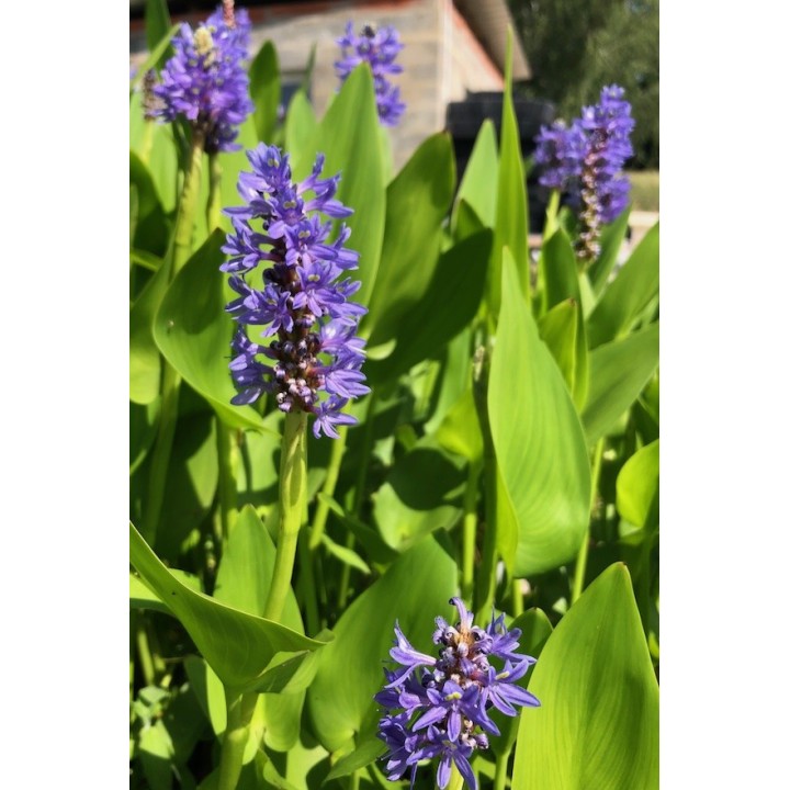 Pontederia cordata