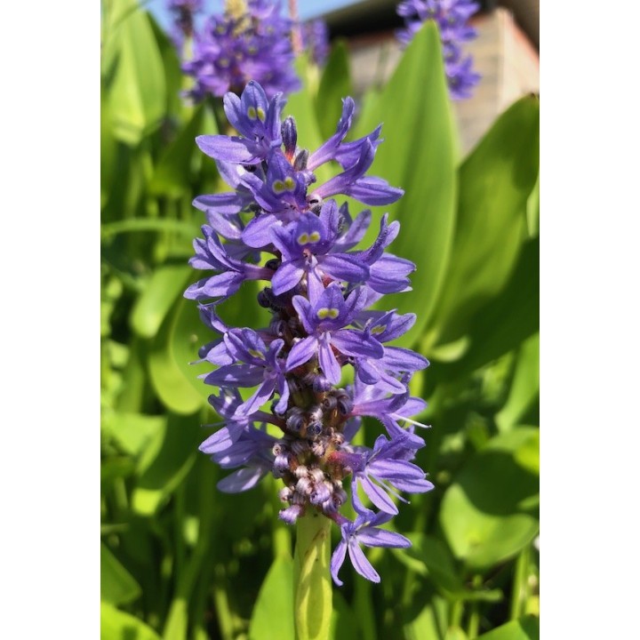Pontedera cordata fleur bleue