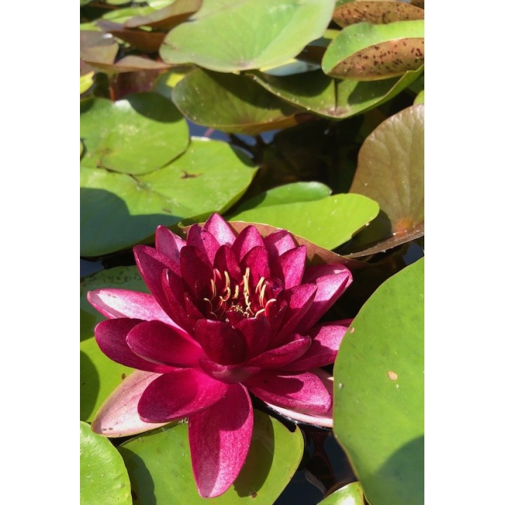 Nymphaea 'Almost Black' fleur