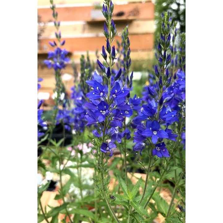 Veronica austriaca 'Kapitän' fleur