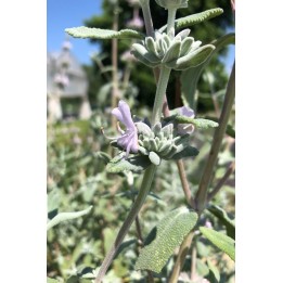 Salvia leucophylla Figueroa Fleur mauve