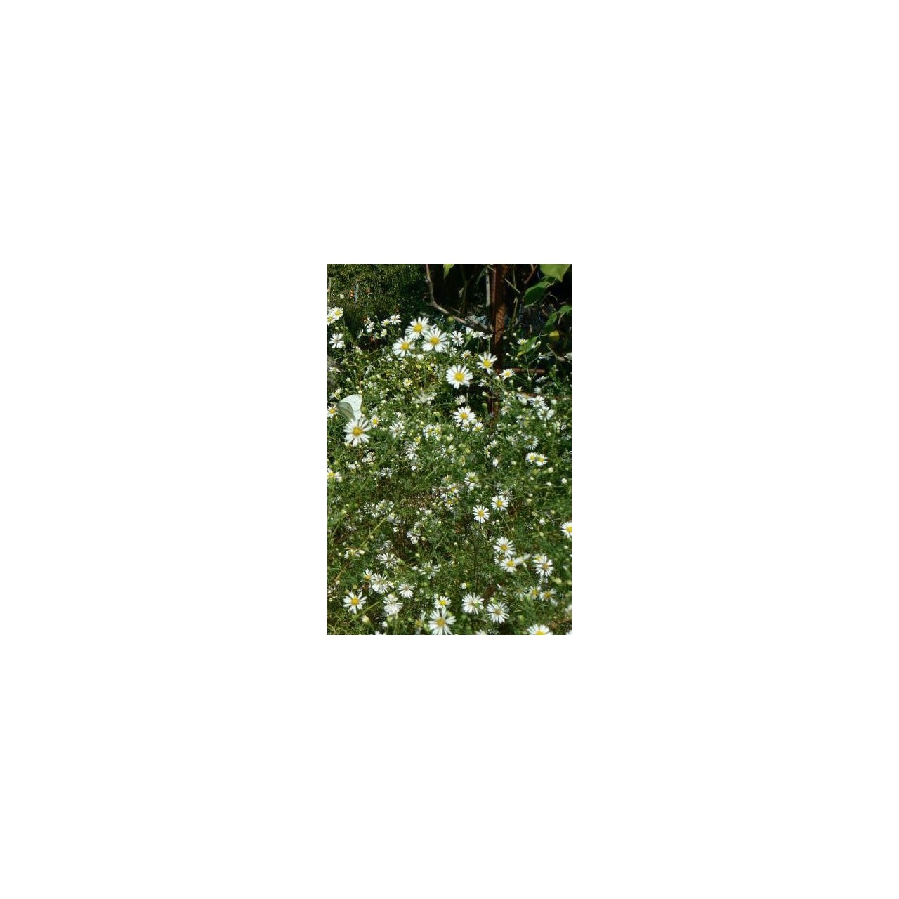 Vendangeuse - Aster datschii