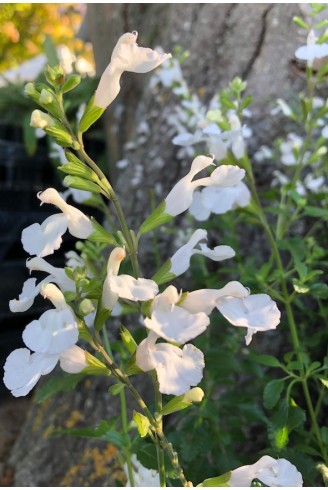 Sauge arbustive fleur blanche