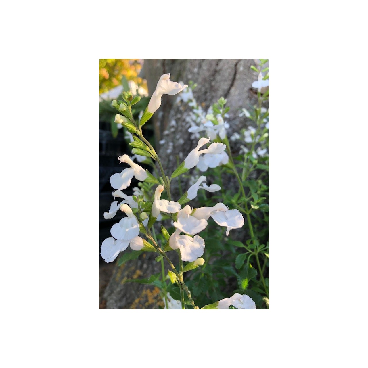 Sauge arbustive fleur blanche