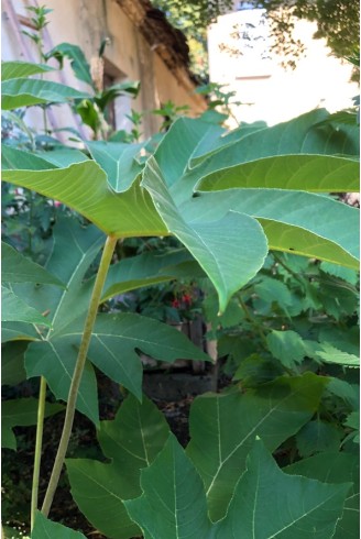 Tetrapanax papyrifera 'Rex'