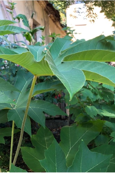 Tetrapanax papyrifera 'Rex'