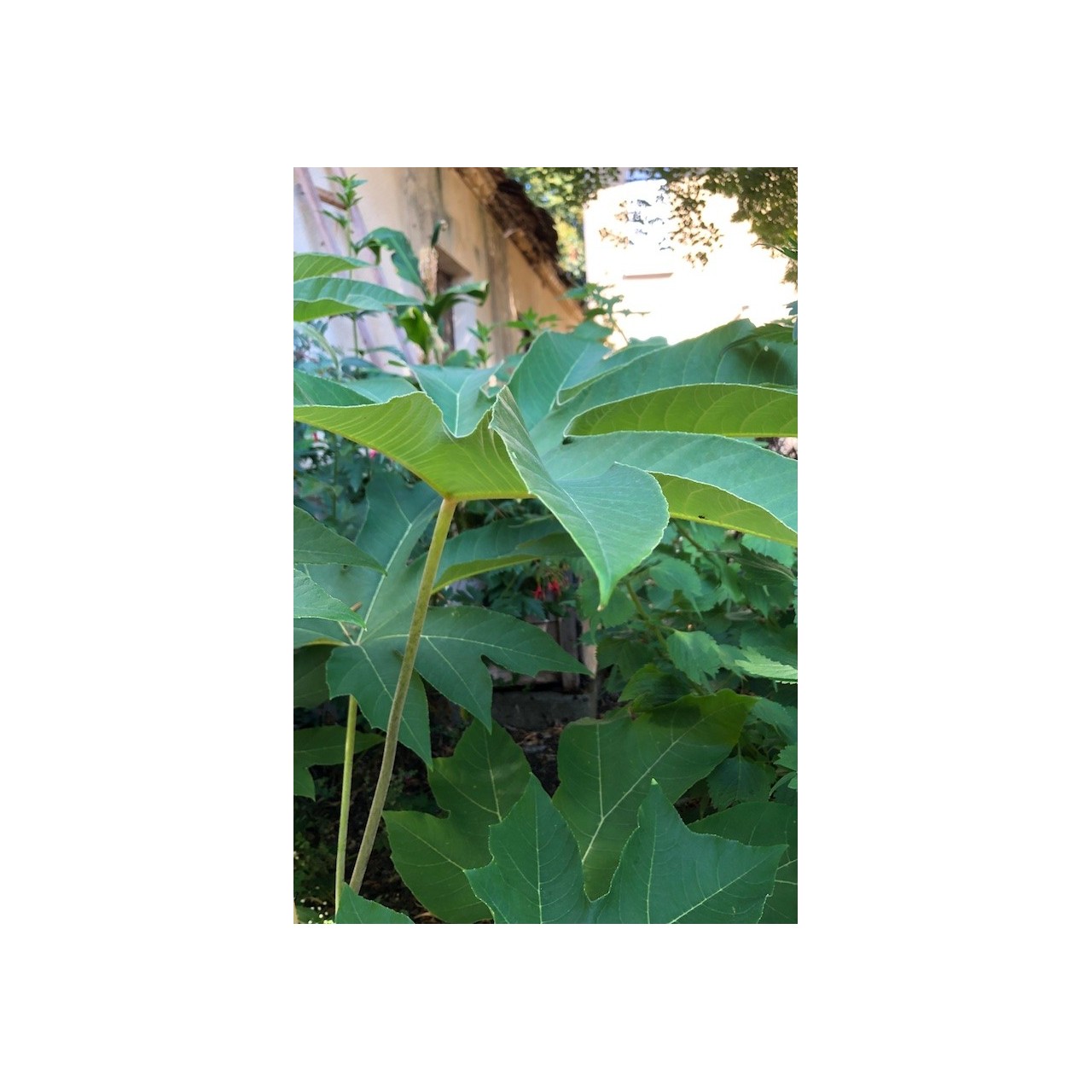 Tetrapanax papyrifera 'Rex'