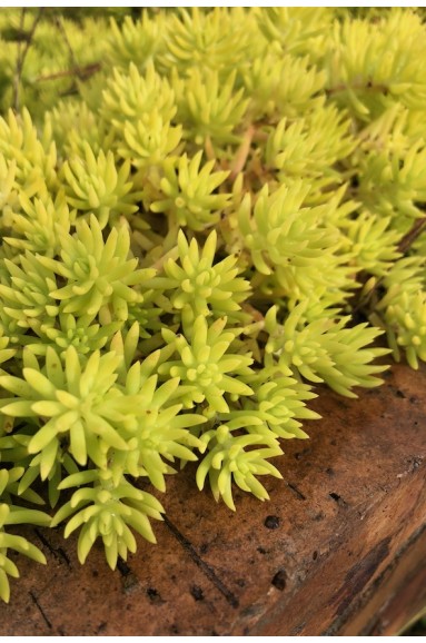 Sedum doré