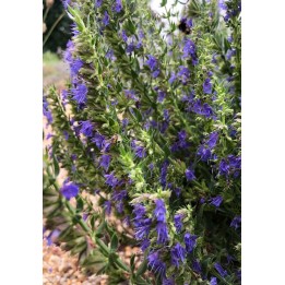 Hysope officinale - Hyssopus officinalis