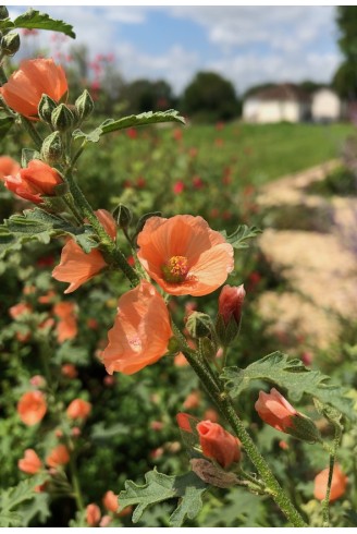 Sphaeralcea childerey fleur