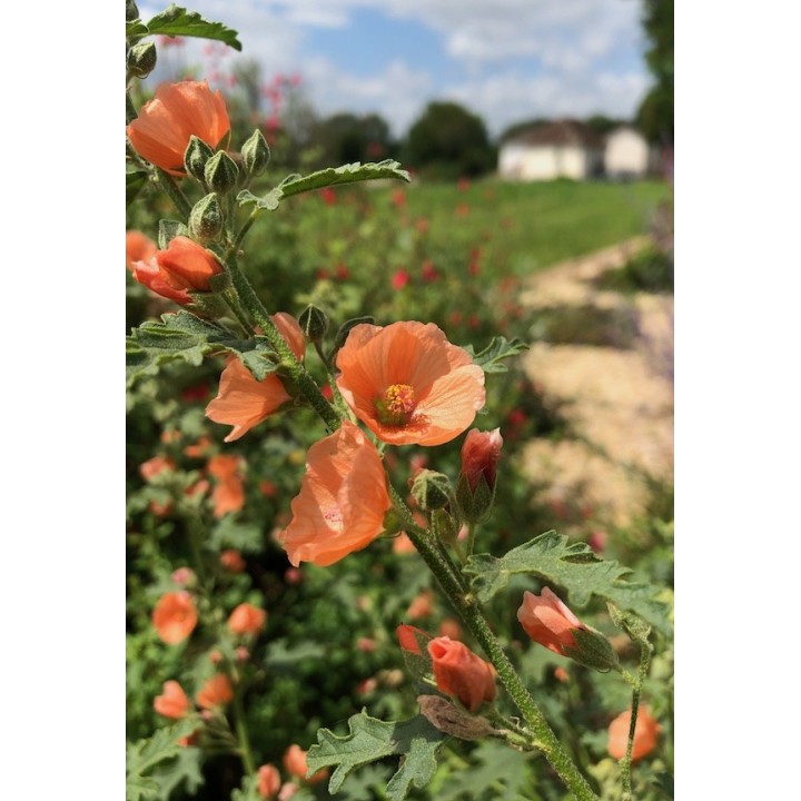 Sphaeralcea childerey fleur